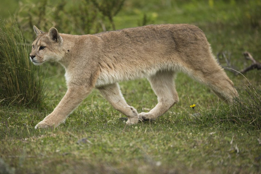 Detail of Wild Puma in Chile by Anonymous