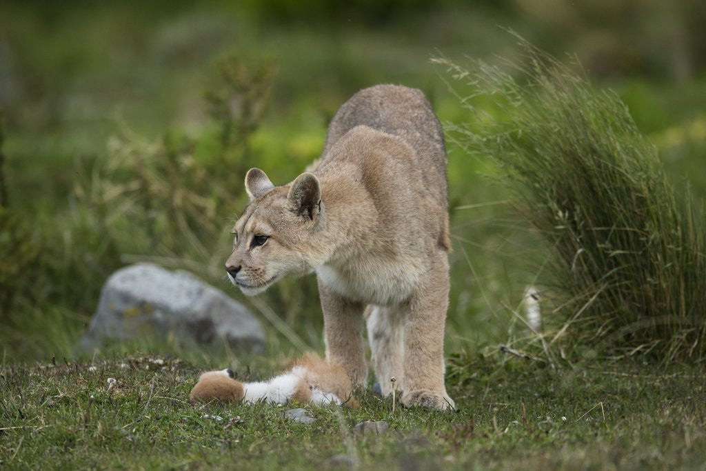 Detail of Wild Puma in Chile by Corbis