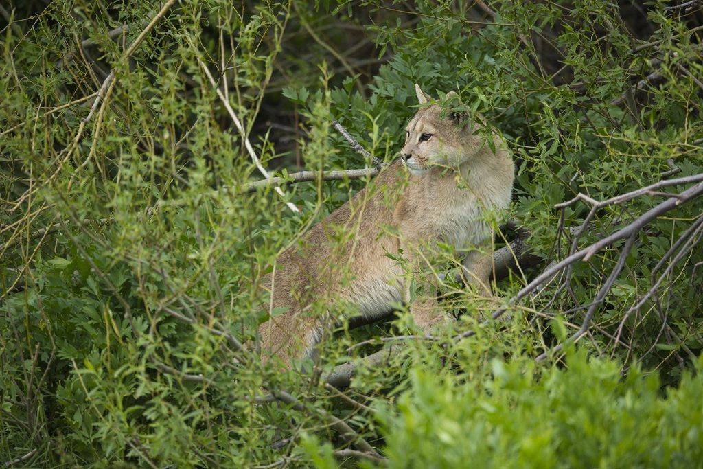 Detail of Wild Puma in Chile by Anonymous