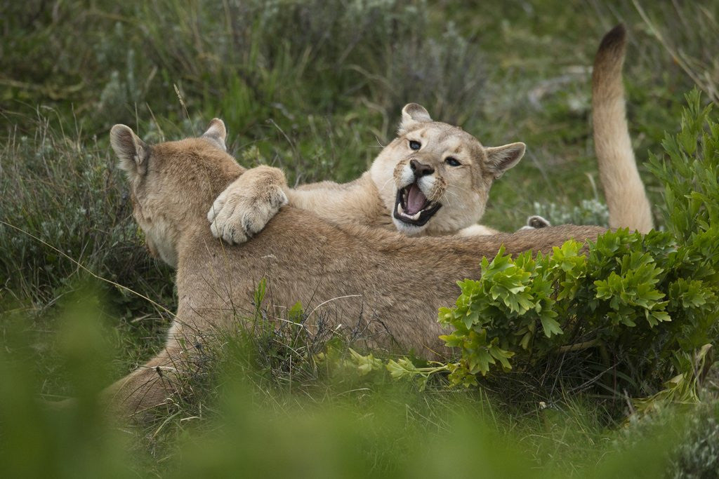 Detail of Wild Puma in Chile by Corbis