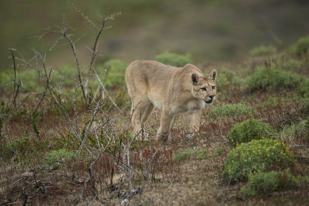 Detail of Wild Puma in Chile by Anonymous