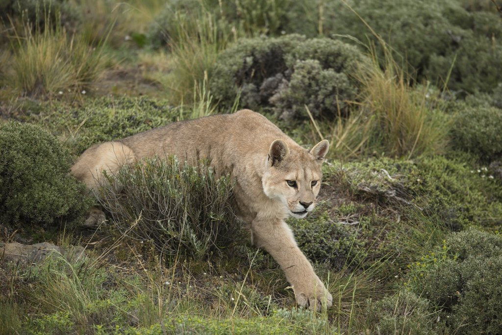 Detail of Wild Puma in Chile by Anonymous