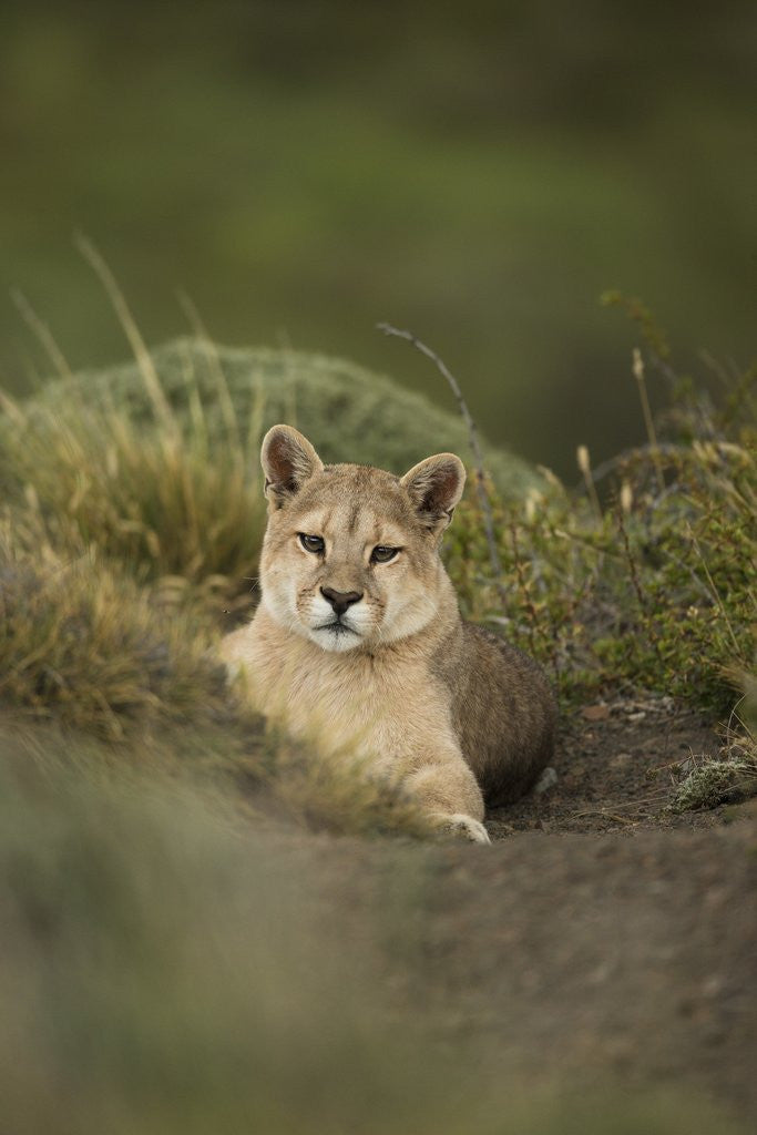 Detail of Wild Puma in Chile by Anonymous