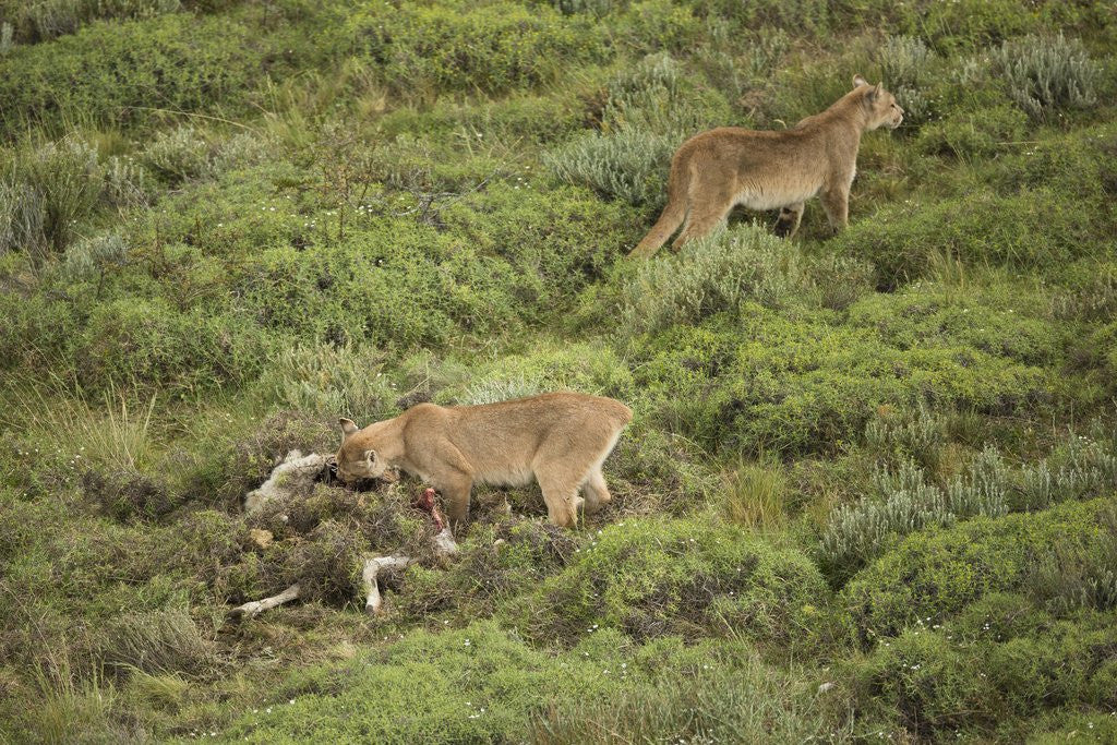 Detail of Wild Puma in Chile by Anonymous