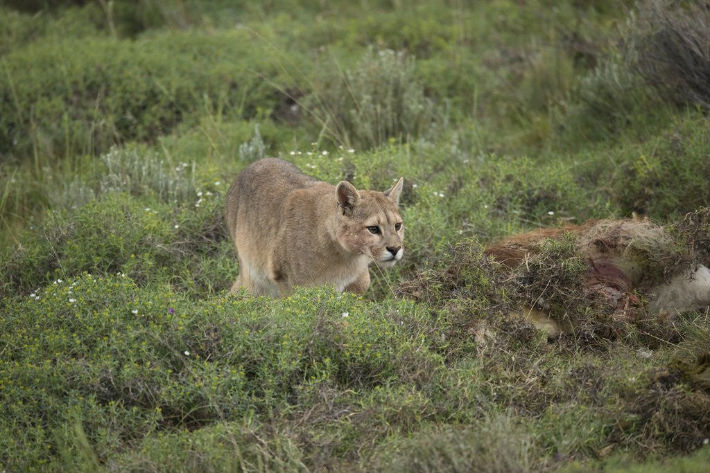 Detail of Wild Puma in Chile by Anonymous
