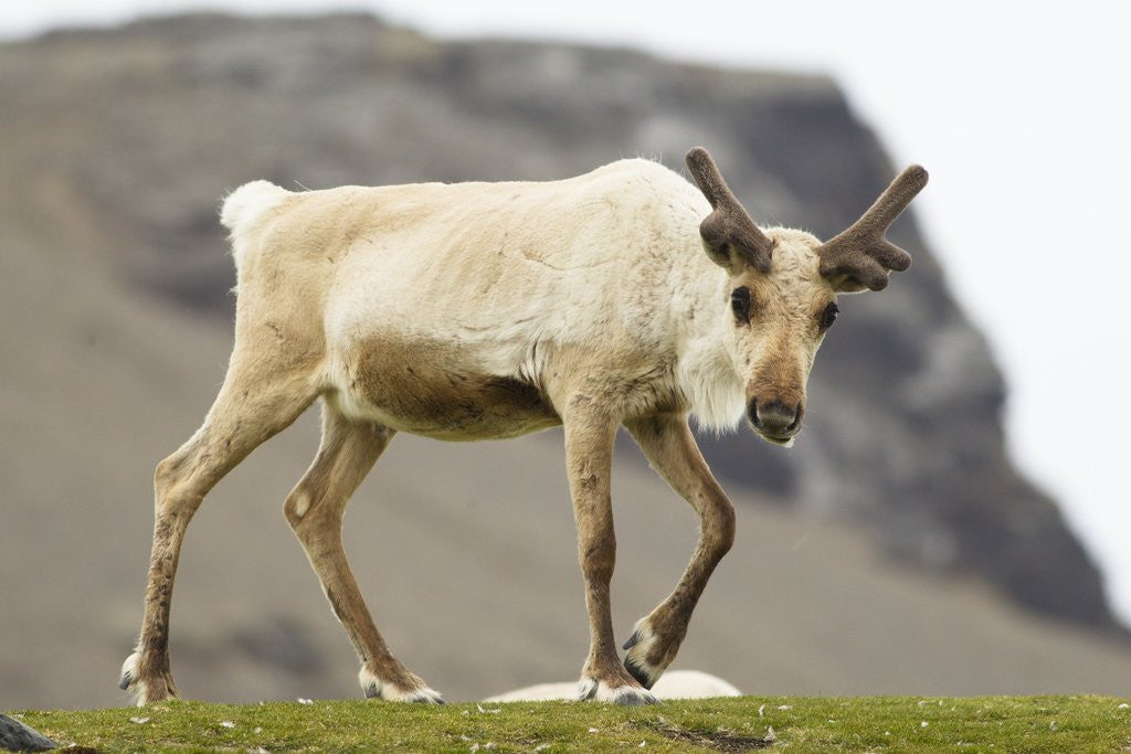 Detail of Reindeer Grazing by Anonymous