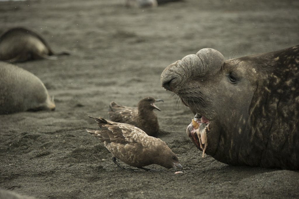Detail of Southern Elephant Seal and Skua by Anonymous
