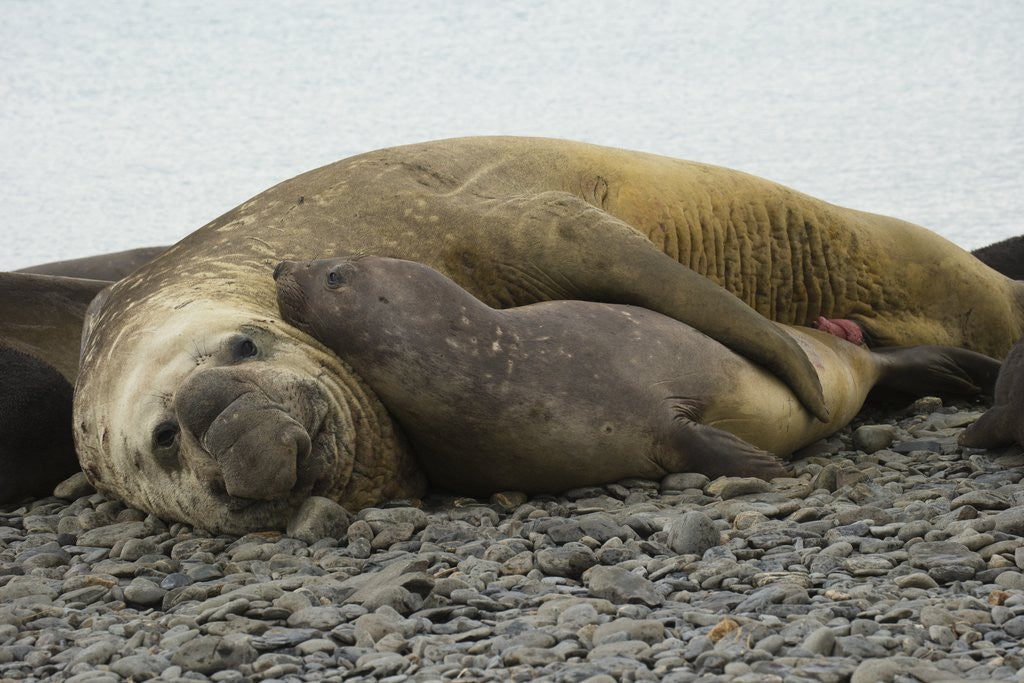 Detail of Southern Elephant Seals Mating by Anonymous