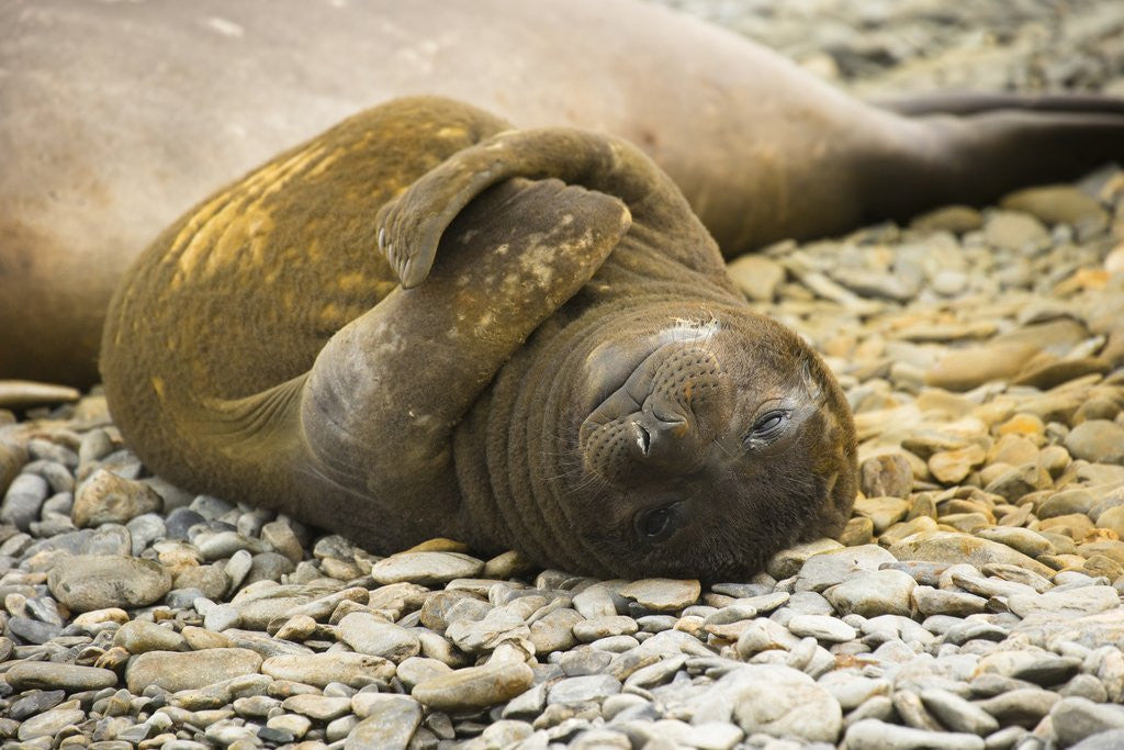 Detail of Southern Elephant Seal Cub by Anonymous