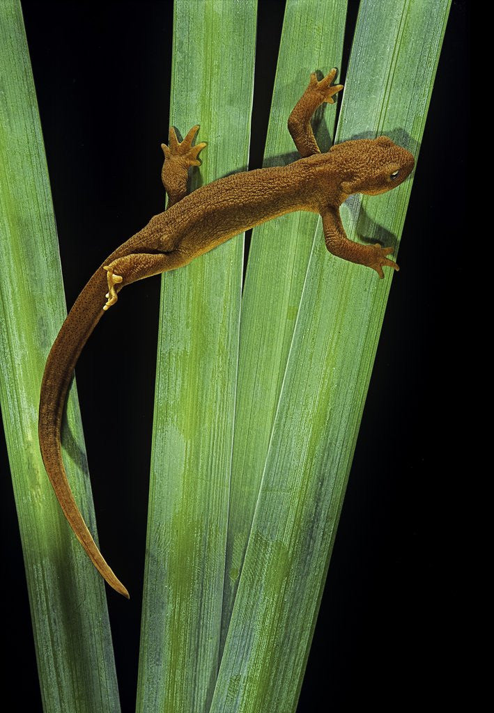 Detail of Taricha granulosa (rough-skinned newt) by Anonymous