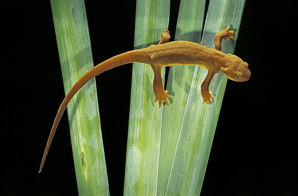 Detail of Taricha granulosa (rough-skinned newt) by Anonymous