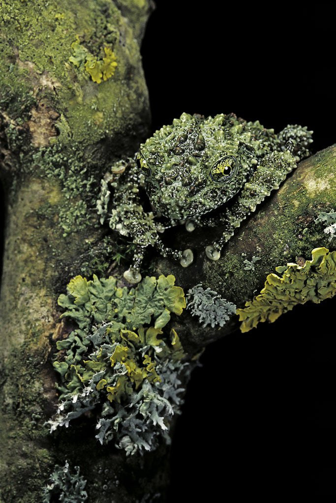 Detail of Theloderma corticale (Tonkin bug-eyed frog, mossy frog) by Anonymous