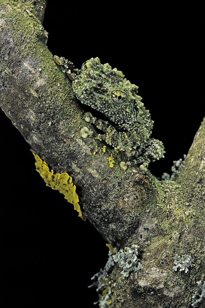 Detail of Theloderma corticale (Tonkin bug-eyed frog, mossy frog) by Corbis