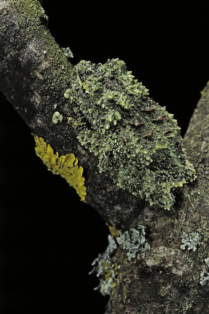 Detail of Theloderma corticale (Tonkin bug-eyed frog, mossy frog) by Anonymous