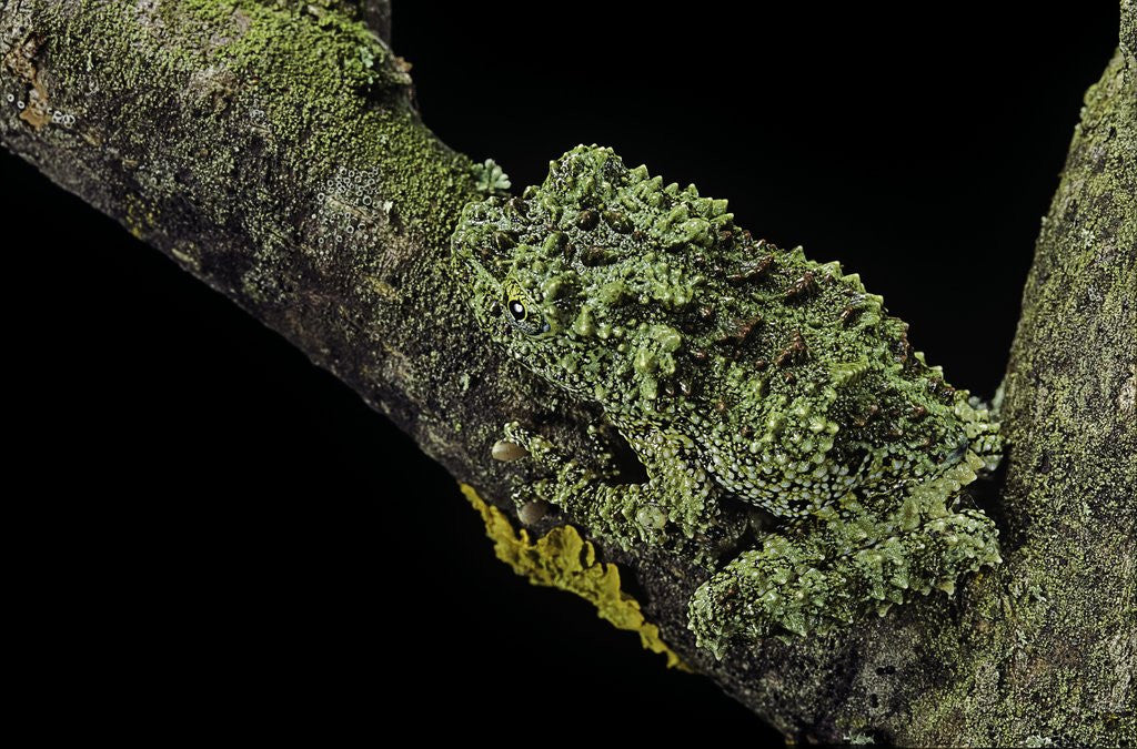 Detail of Theloderma corticale (Tonkin bug-eyed frog, mossy frog) by Anonymous