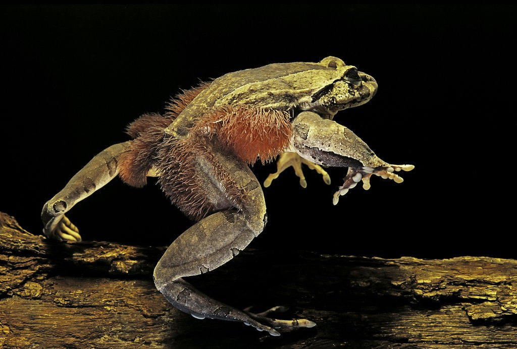 Detail of Trichobatrachus robustus (hairy frog) by Anonymous