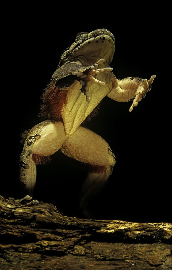 Detail of Trichobatrachus robustus (hairy frog) by Anonymous