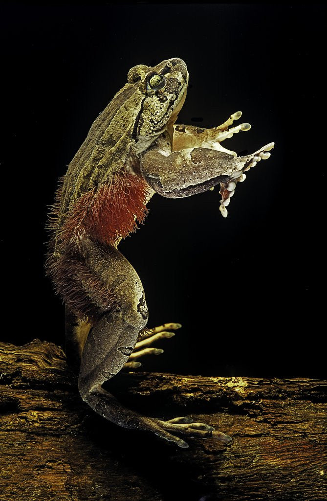 Detail of Trichobatrachus robustus (hairy frog) by Anonymous