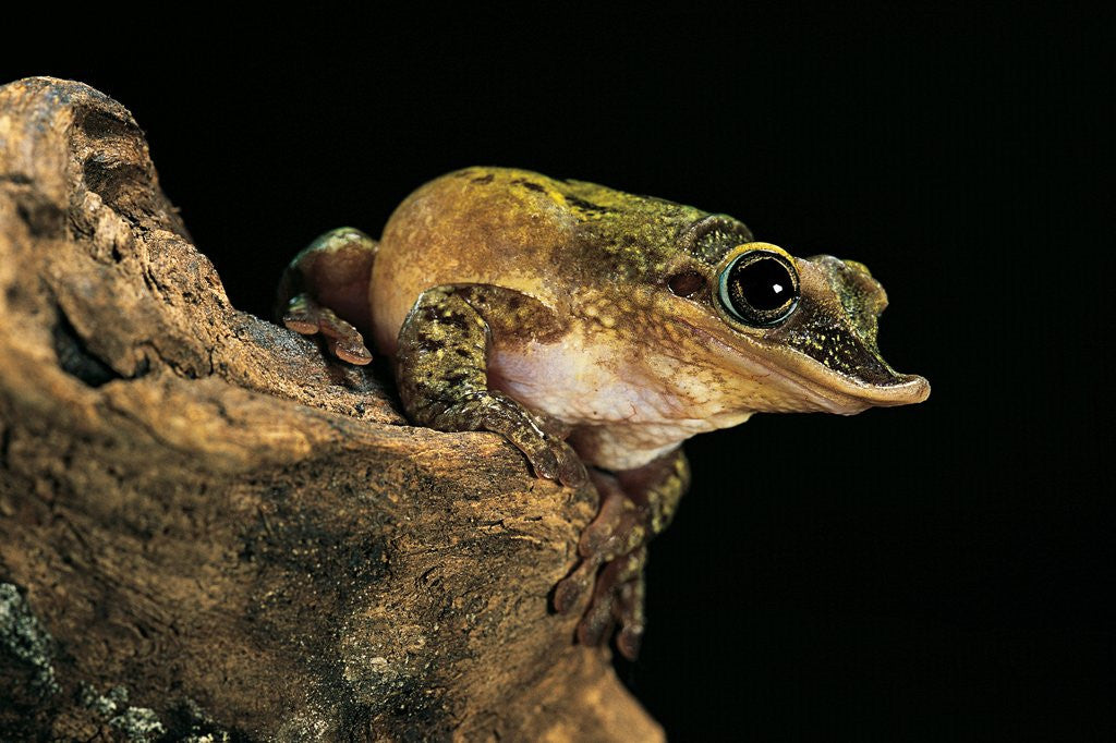 Detail of Triprion spatulatus (shovel-nosed treefrog) by Anonymous