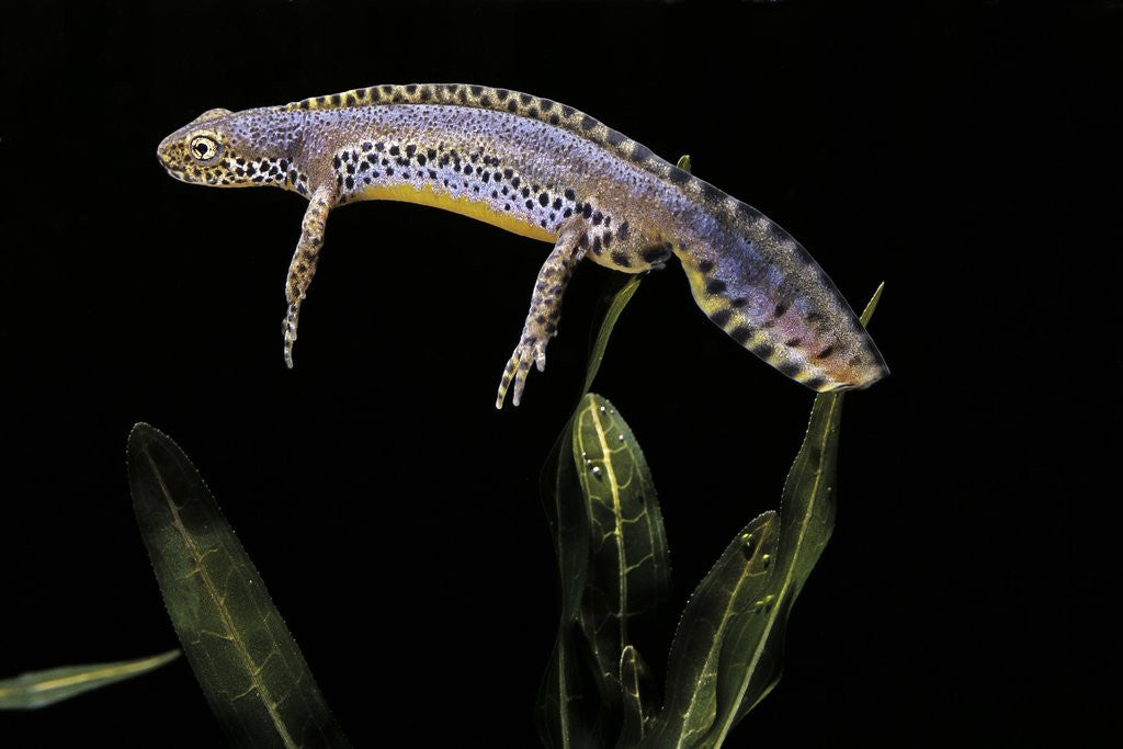Detail of Triturus alpestris (alpine newt) by Anonymous