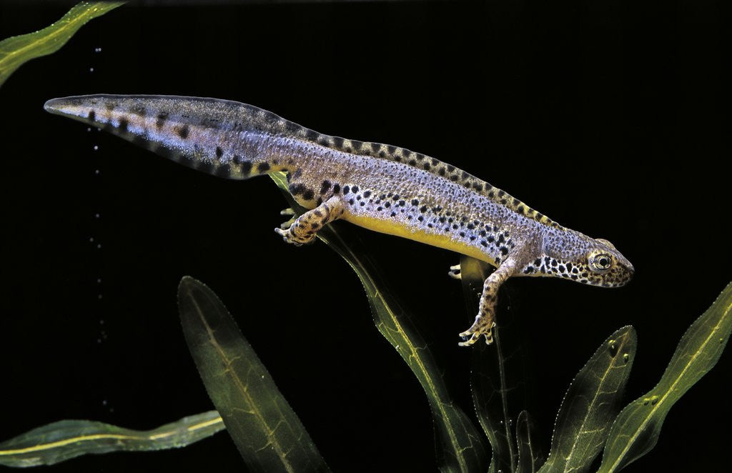Detail of Triturus alpestris (alpine newt) by Anonymous