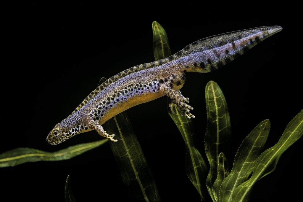 Detail of Triturus alpestris (alpine newt) by Anonymous