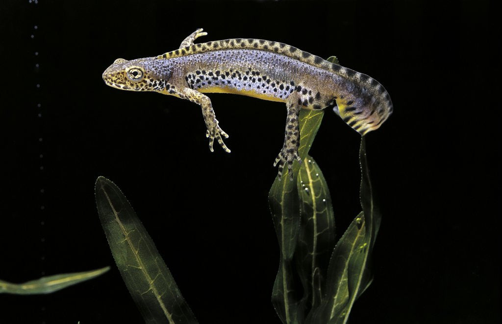 Detail of Triturus alpestris (alpine newt) by Anonymous