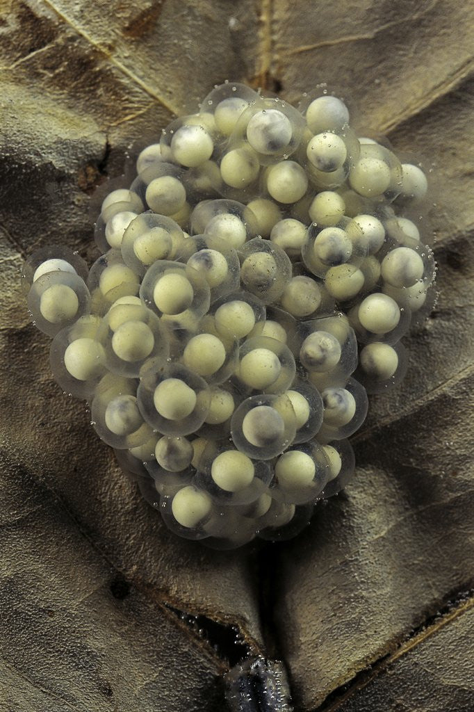 Detail of Trichobatrachus robustus (hairy frog) - eggs by Anonymous