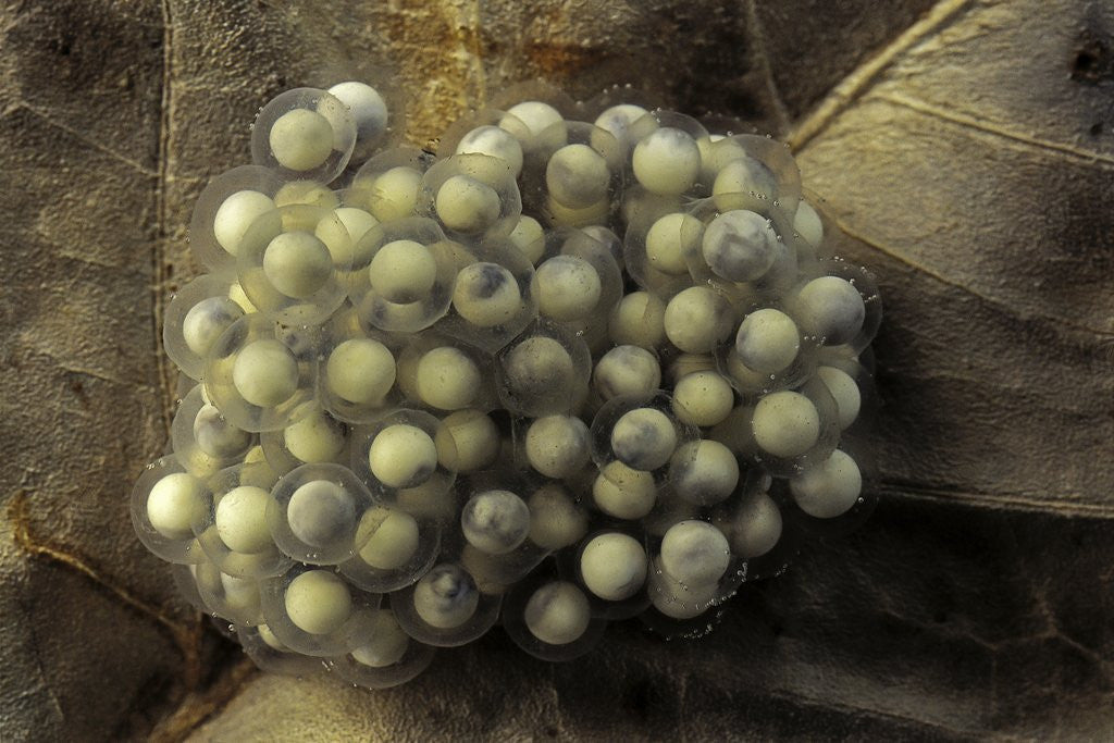 Detail of Trichobatrachus robustus (hairy frog) - eggs by Anonymous