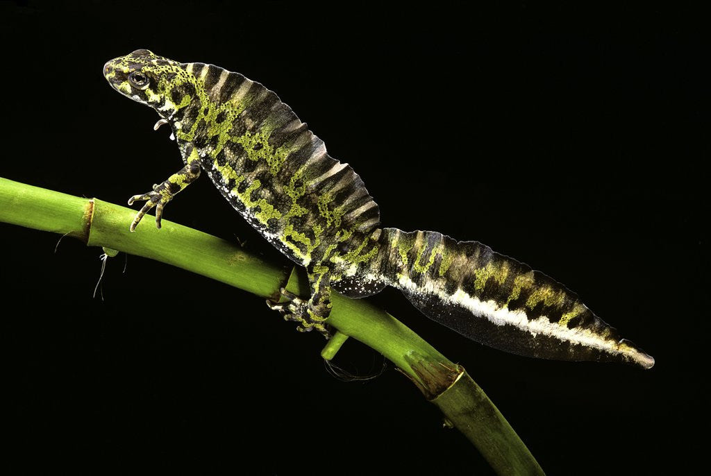 Detail of Triturus marmoratus (marbled newt) by Anonymous