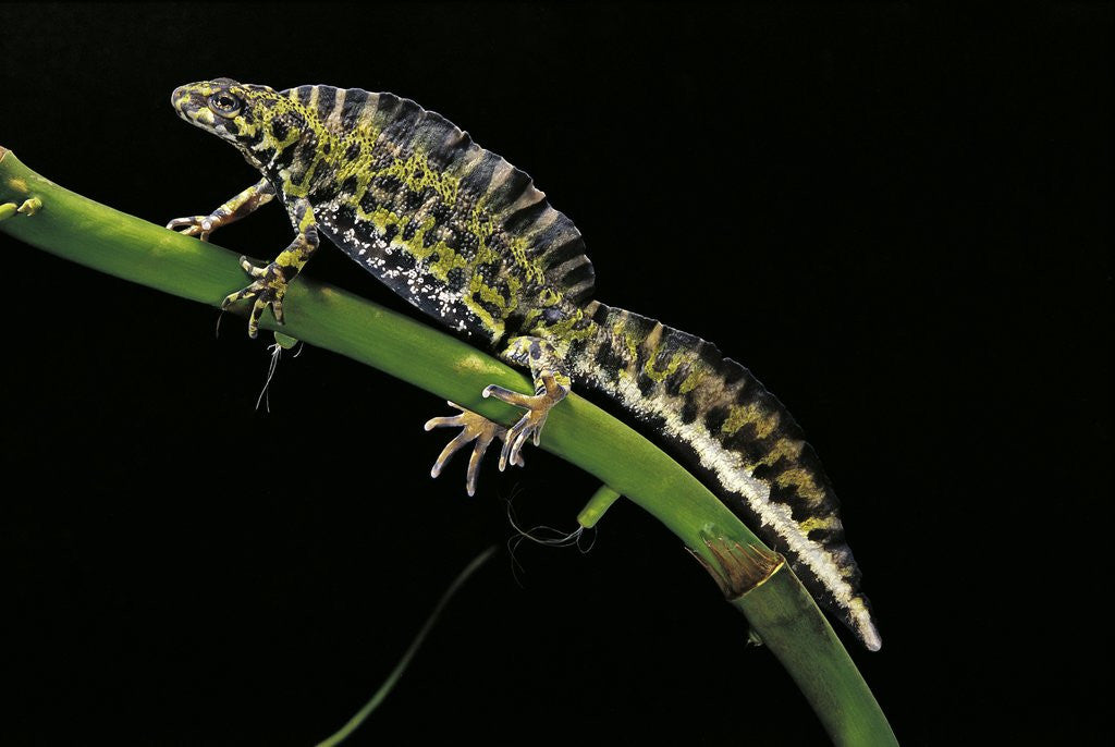 Detail of Triturus marmoratus (marbled newt) by Anonymous