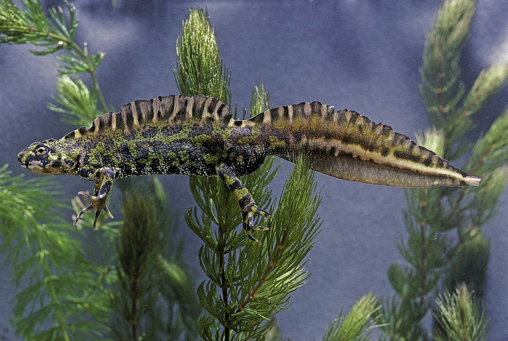 Detail of Triturus marmoratus (marbled newt) by Anonymous