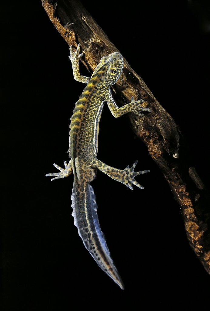 Detail of Ommatotriton vittatus (southern banded newt) by Anonymous