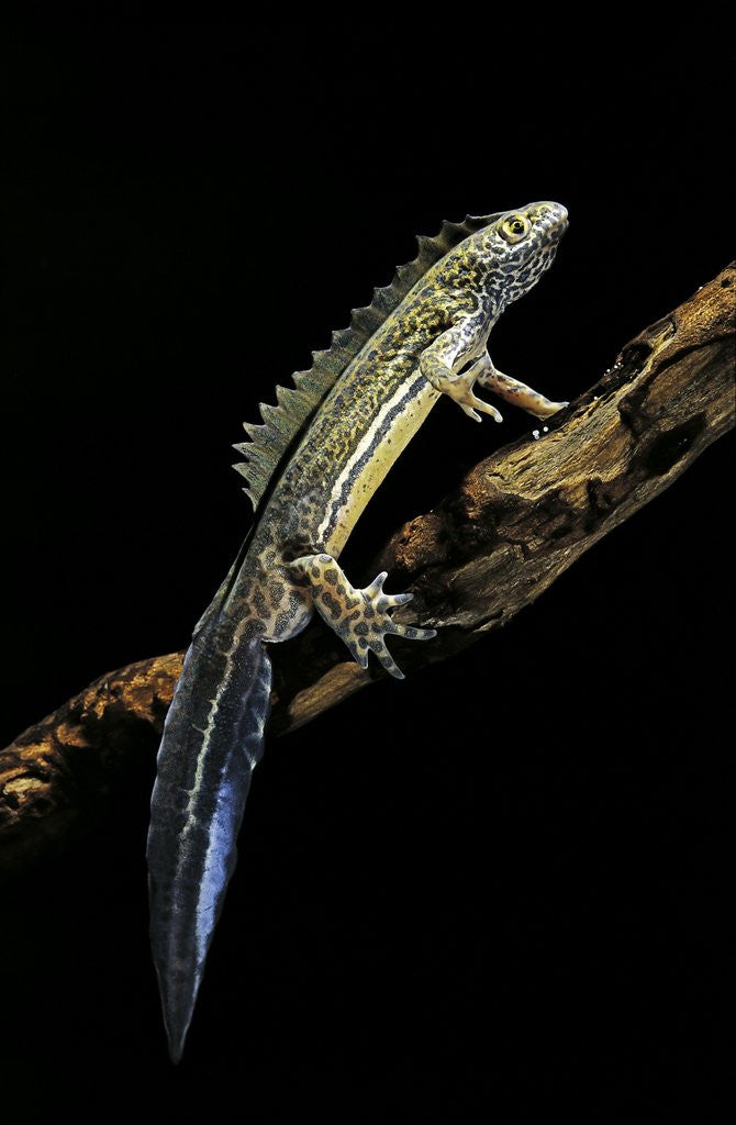 Detail of Ommatotriton vittatus (southern banded newt) by Anonymous