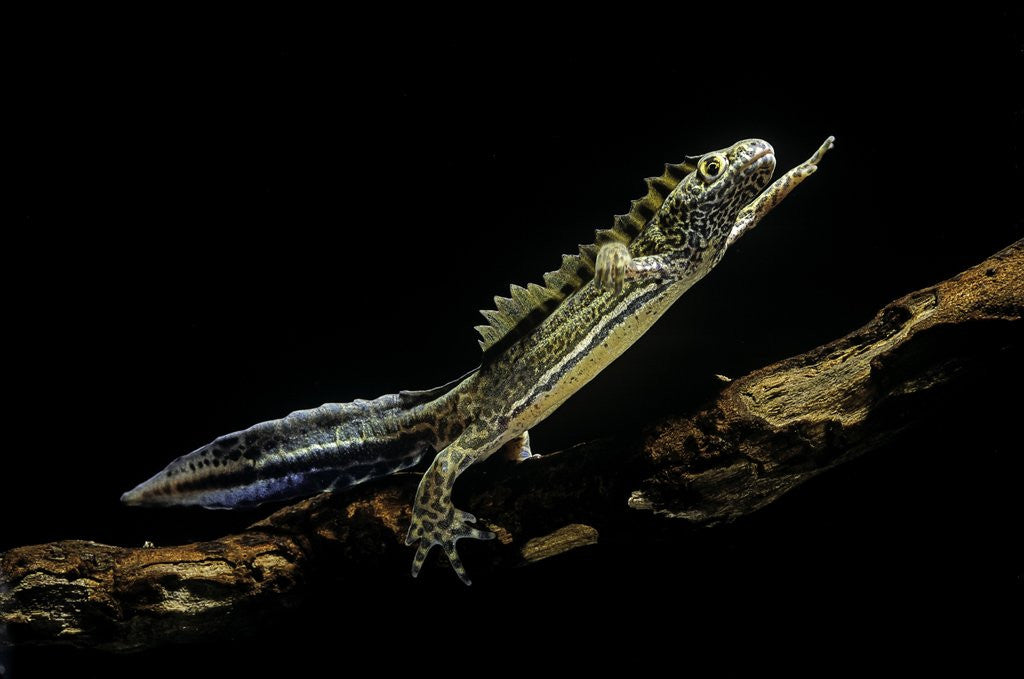 Detail of Ommatotriton vittatus (southern banded newt) by Anonymous