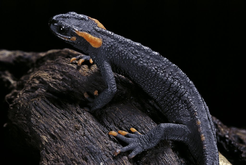 Detail of Tylototriton taliangensis (Taliang knobby newt) by Corbis