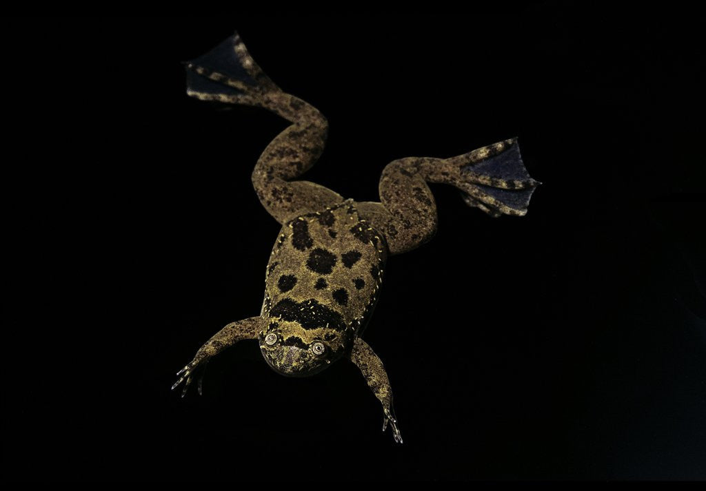 Detail of Xenopus fraseri (Fraser's clawed frog) by Anonymous