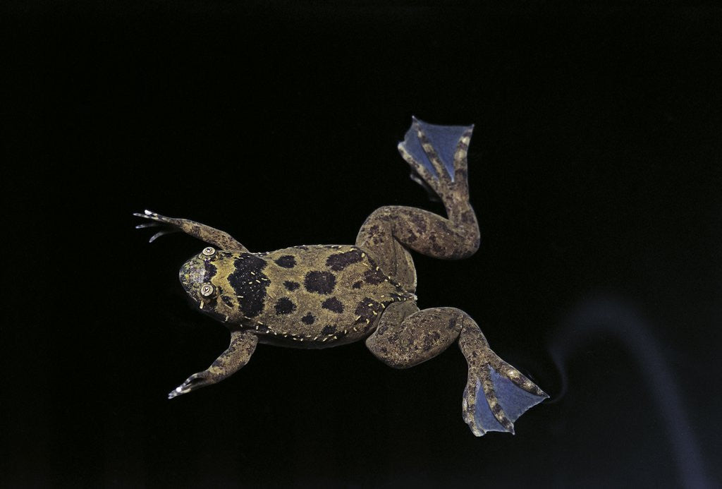 Detail of Xenopus fraseri (Fraser's clawed frog) by Anonymous
