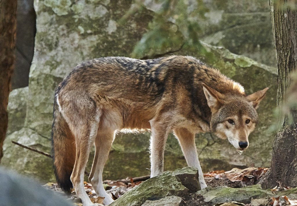 Detail of Red Wolf by Anonymous