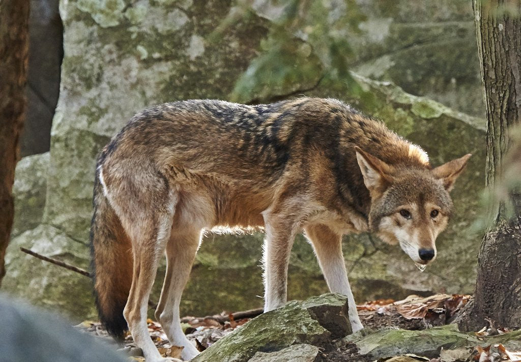 Detail of Red Wolf by Corbis