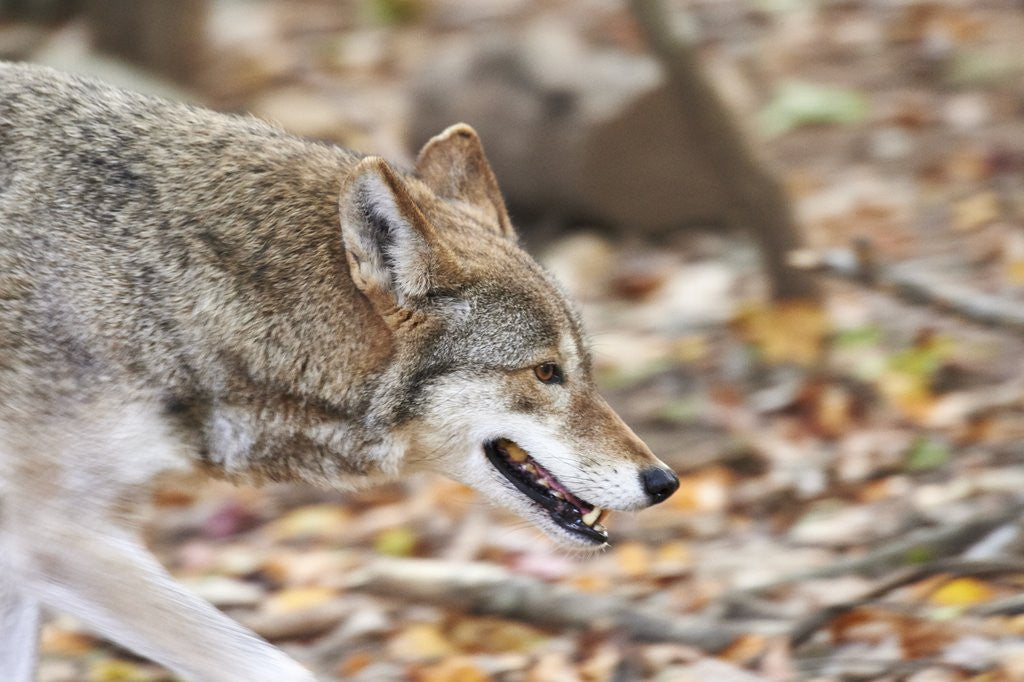 Detail of Red Wolf by Anonymous