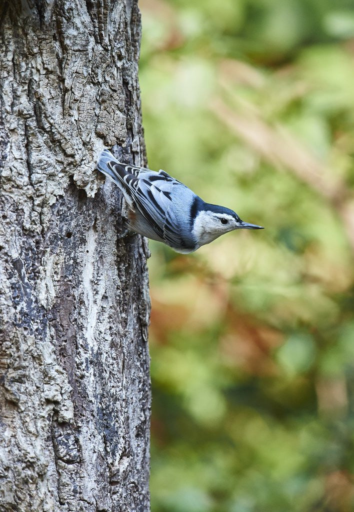 Detail of White-breasted Nuthatch by Anonymous