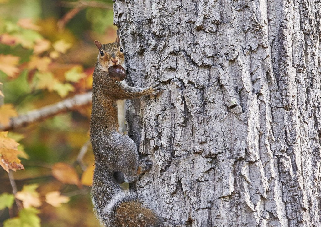 Detail of eastern gray squirrel by Anonymous