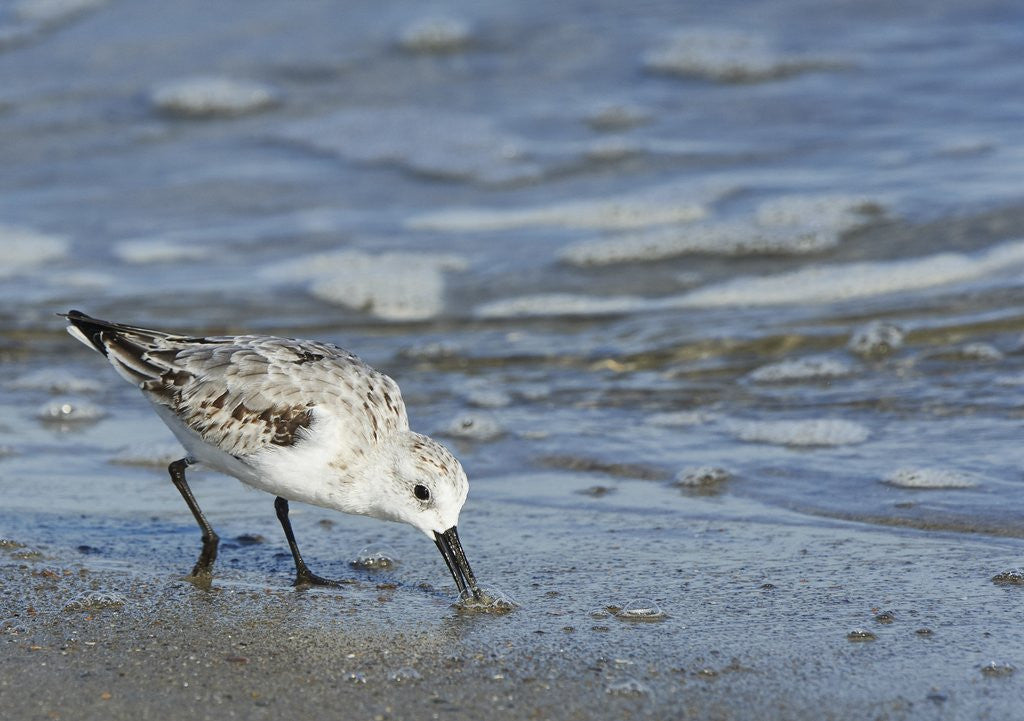 Detail of Sanderling by Anonymous