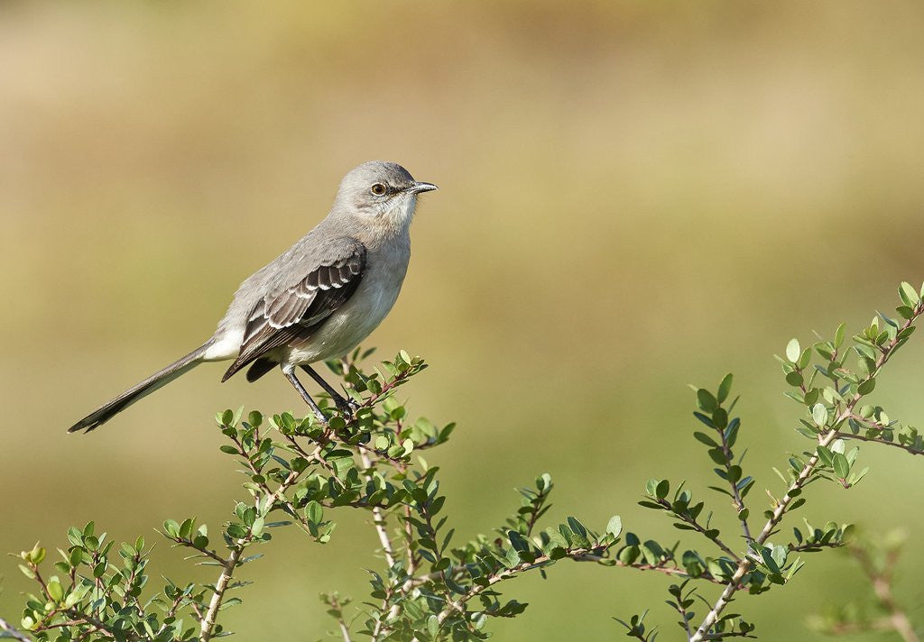 Detail of Mockingbird by Anonymous