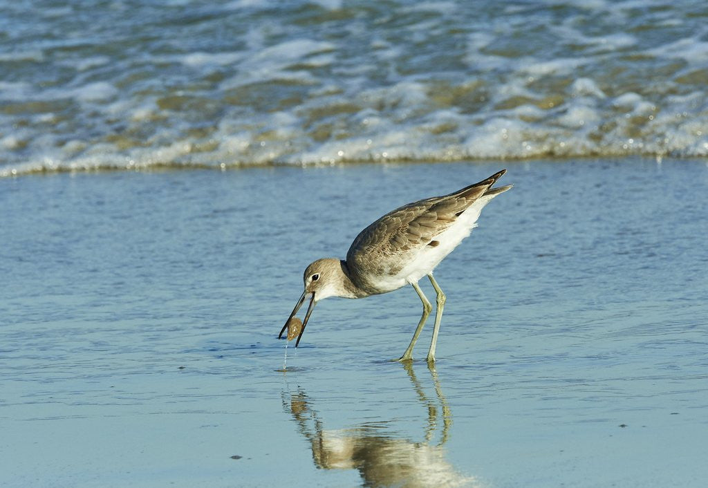 Detail of Willet; by Anonymous
