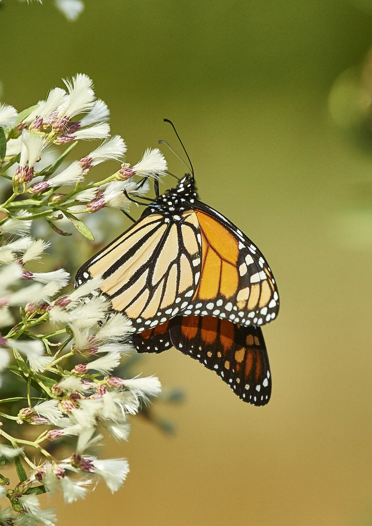 Detail of Monarch Butterfly by Anonymous