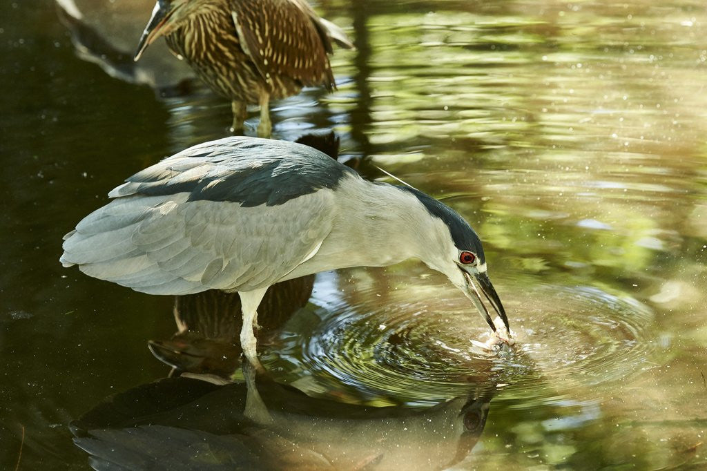 Detail of Night Heron; by Anonymous