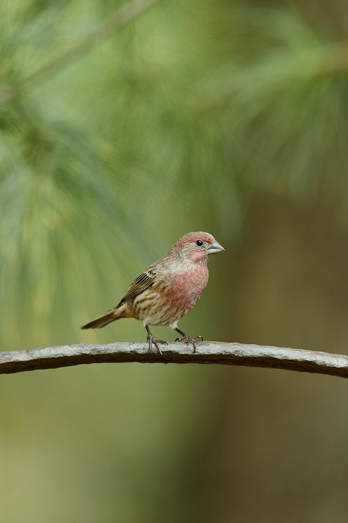 Detail of House Finch by Anonymous