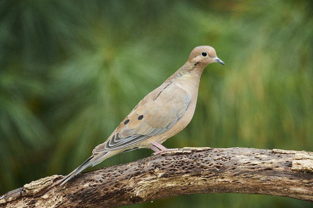 Detail of Mouring Dove by Anonymous